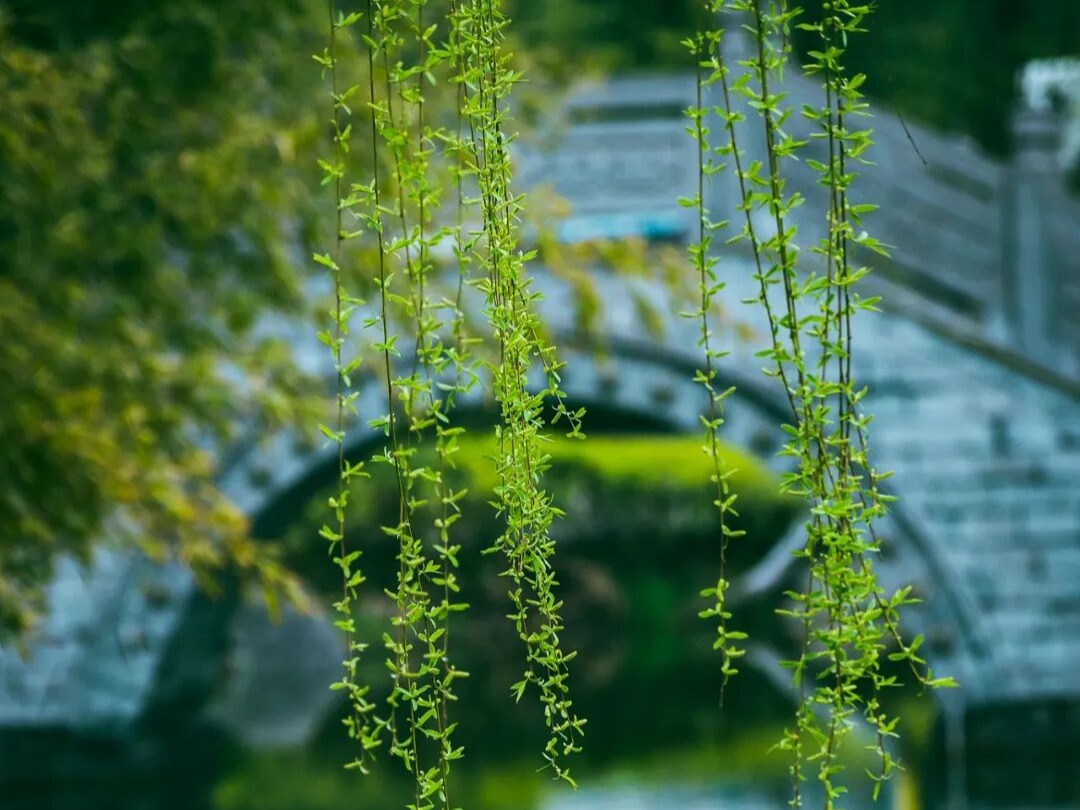 网络中国节·清明丨今日清明